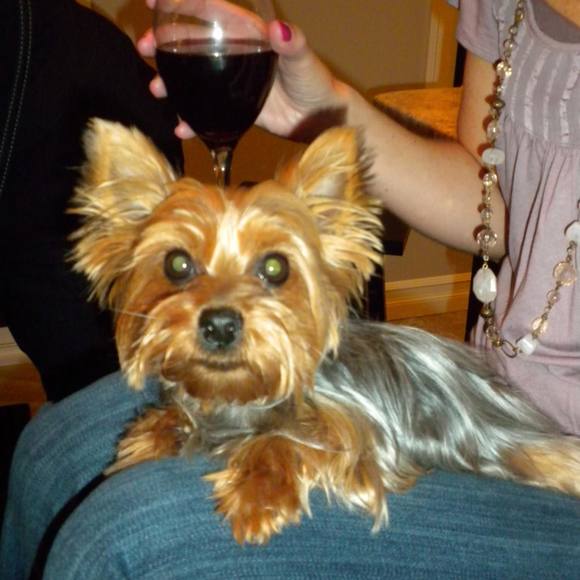 Meet your Posher, Lily - Picture 1 of 1